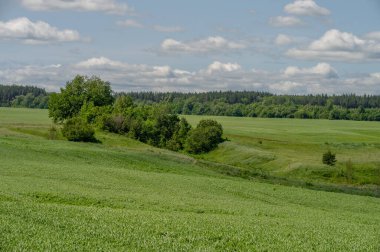 Bahar fotoğrafçılığı, genç mısır gevreği çekimleri. Olgunlaşmış buğday. Parlak güneşin altında yeşil fotosentez filizleri. Fosfor ve nitrojen gübreleri tanıtıldı