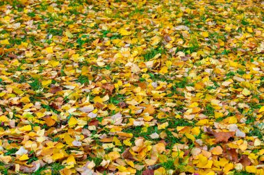 Yılın en güzel zamanı huş ağacının renkli sonbahar yaprakları, yaprakları kalp şeklinde ve beyaz kabuklu yaprak döken yapraklar..