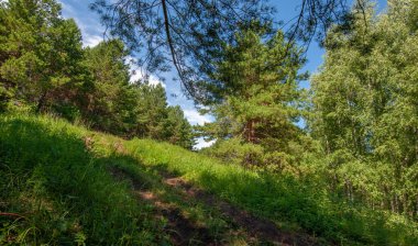 Yaz fotoğrafları, tepeler, tepeler, huş ağaçları dağların yamaçlarında yetişir. Yamaç boyunca dönen toprak bir yol, sıcak yaz günleri.