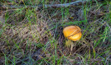 Yaz fotoğrafı. ungus, boletus, darner, yenilebilir mantarlar çeşitli makromantar türlerinin etli ve yenilebilir meyve gövdeleridir.