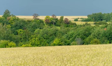 Ilıman ülkelerde yetişen ve ekmek, makarna, pasta vb. için un yapmak için kullanılan en önemli bitki olan buğday. ..