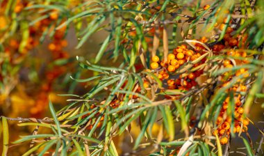 Deniz karabatağı, kalp hastalığı, deri durumu, ödem (iltihap) ve diğer hastalıkların tedavisinde kullanılır. Gıda ürünlerinde jöle, meyve suyu, safra ve sos yapımında deniz dikenli böğürtlen kullanılır.