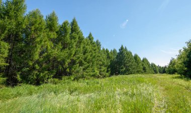 Yaz fotoğrafları, tepeler, tepeler, huş ağaçları dağların yamaçlarında yetişir. Yamaç boyunca dönen toprak bir yol, sıcak yaz günleri.