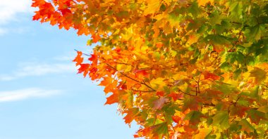 Ağaçların dallarında sonbahar yaprakları. Sonbahar, her yaprağın bir çiçek olduğu ikinci bahardır.