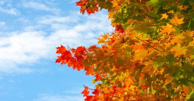 Ağaçların dallarında sonbahar yaprakları. Sonbahar yaprakları sokakları doldurur; çimenlerdeki altın renkler, bir şaka ya da doğanın bir ikramı!