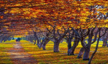 Sonbahar fotoğrafçılığı, sonbaharda yapraklar, yılın bu zamanında ağaçlar turuncu, kırmızı ve bakır çiçeklerden koparak canlanıyor.