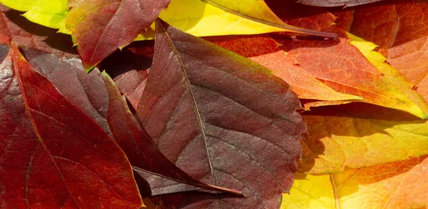 Leaves autumn. Close-up. macro photography. Amazing world opens up with macro photography