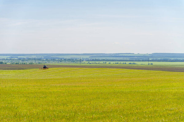 summer landscape, meadow fields with mowed forage crops, mowed alfalfa