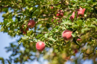 Elmalar. Aslında, Antik Yunan 'da çikolata yoktu, ama Afrodit elmaları severdi. Onun kutsal meyvesiydi, belki de kendisi gibi güzel ve tatlı olduğu içindir..