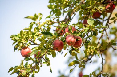 Elmalar. Elma ağaçlarının ürettikleri meyvelere ihtiyacı yoktur. Ancak, bunu yapanlar için tüm hayatını feda ediyor..