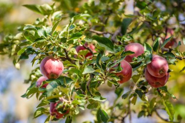 Elmalar. Meyve bahçesi ıslak odun ve olgun meyve kokuyordu. Güçlü, baş döndürücü bir aromaydı ve başka hiçbir şey onunla kıyaslanamazdı..