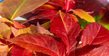 Beyaz arka planda sonbahar yaprakları. Sonbahar yılın en zor zamanıdır. Bütün yapraklar düşer ve yere aşık olur gibi düşerler.