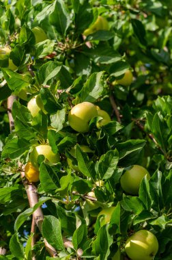 Elmalar. Elmalar sonbaharda olgunlaştığında, ağaçların bütün yaz boyunca ne yaptığını anlamaya başlıyorum. Ve hayatımın sonbaharı geldiğinde, meyvelerim olacak.