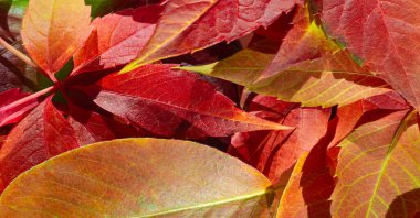 Beyaz arka planda sonbahar yaprakları sonbahar renkleri eğlencelidir. Çok parlak, zengin ve güzeller. Sanki doğa seni renklerle doldurmaya çalışıyor, daha erken depolamak için seni doyuruyor.