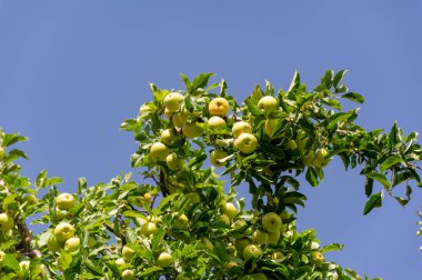 Elmalar. Elmalar sonbaharda olgunlaştığında, ağaçların bütün yaz boyunca ne yaptığını anlamaya başlıyorum. Ve hayatımın sonbaharı geldiğinde, meyvelerim olacak.