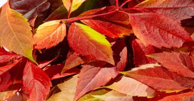 Beyaz arka planda sonbahar yaprakları. Sonbahar herkesin en sevdiği mevsimdir. Yapraklar renk değiştiriyor, hava serin ve hava açık hava aktiviteleri için mükemmel..