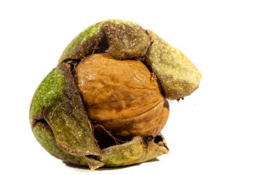 Ceviz. Cevizlerin en iyi yanı kokusu..