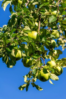 Elmalar. Aslında, Antik Yunan 'da çikolata yoktu, ama Afrodit elmaları severdi. Onun kutsal meyvesiydi, belki de kendisi gibi güzel ve tatlı olduğu içindir..