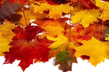 Beyaz arka planda sonbahar yaprakları. Sonbahar herkesin en sevdiği mevsimdir. Yapraklar renk değiştiriyor, hava serin ve hava açık hava aktiviteleri için mükemmel..