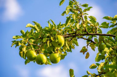 Elmalar. Aslında, Antik Yunan 'da çikolata yoktu, ama Afrodit elmaları severdi. Onun kutsal meyvesiydi, belki de kendisi gibi güzel ve tatlı olduğu içindir..