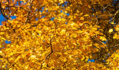 Ağaçların dallarında sonbahar yaprakları. Düşen bir yaprak, sonbaharın ölümünden bahsederken, daha ince bir anlamda baharın kehanetidir.