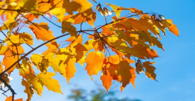 Ağaçların dallarında sonbahar yaprakları. Geleneksel güz yaprağı çağlamasında inanılmaz derecede nostaljik ve anlamlı bir şey var..