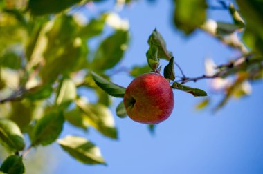 Elmalar. Aslında, ağaçlar yeşil elmalarla, sarı benekli armutlarla ve yaban elmalarıyla, pembe ve altınla kaplıdır.