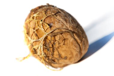 Ceviz. Benim için aşk ceviz gibidir. Düzenli ve küçük miktarlarda alınmalı..