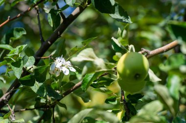 Elmalar. Meyve bahçesi ıslak odun ve olgun meyve kokuyordu. Güçlü, baş döndürücü bir aromaydı ve başka hiçbir şey onunla kıyaslanamazdı..