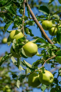 Elmalar. Elmalar sonbaharda olgunlaştığında, ağaçların bütün yaz boyunca ne yaptığını anlamaya başlıyorum. Ve hayatımın sonbaharı geldiğinde, meyvelerim olacak.