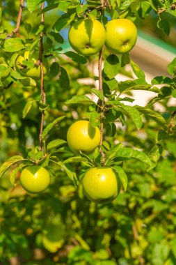 Elmalar. Elma ağaçlarının ürettikleri meyvelere ihtiyacı yoktur. Ancak, bunu yapanlar için tüm hayatını feda ediyor..