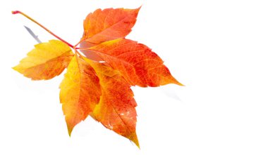 Beyaz arka planda sonbahar yaprakları sonbahar renkleri eğlencelidir. Çok parlak, zengin ve güzeller. Sanki doğa seni renklerle doldurmaya çalışıyor, daha erken depolamak için seni doyuruyor.