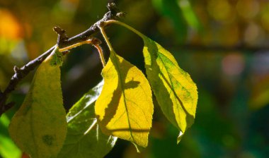 Ağaçların dallarında sonbahar yaprakları. Her değişiklikte, her düşen yaprakta biraz acı, biraz güzellik vardır. Yeni yapraklar böyle yetişir.