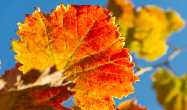 Sonbahar kırmızı yaprakları sarmaşıkta. Geleneksel güz yaprağı çağlamasında inanılmaz derecede nostaljik ve anlamlı bir şey var..
