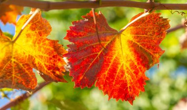 Sonbahar kırmızı yaprakları sarmaşıkta. Geleneksel güz yaprağı çağlamasında inanılmaz derecede nostaljik ve anlamlı bir şey var..