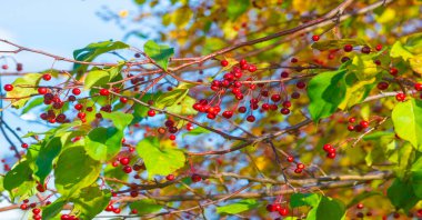Ağaçların dallarında sonbahar yaprakları. Sonbahar yaprakları sokakları doldurur; çimenlerdeki altın renkler, bir şaka ya da doğanın bir ikramı!