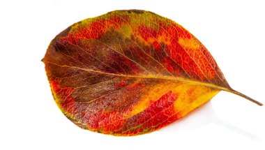 Beyaz arka planda sonbahar yaprakları. Her yaprak bana sonbahar ağacında çırpınan mutluluktan bahsediyor. Yapraklar değişirse Havada şiiri hissediyorum