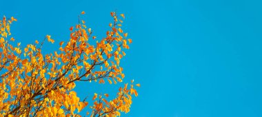 Ağaçların dallarında sonbahar yaprakları. Sonbahar yaprakları sokakları doldurur; çimenlerdeki altın renkler, bir şaka ya da doğanın bir ikramı!