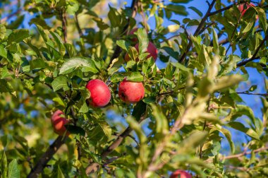Elmalar. Aslında, Antik Yunan 'da çikolata yoktu, ama Afrodit elmaları severdi. Onun kutsal meyvesiydi, belki de kendisi gibi güzel ve tatlı olduğu içindir..