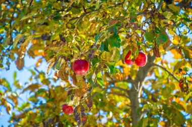 Elmalar. Aslında, Antik Yunan 'da çikolata yoktu, ama Afrodit elmaları severdi. Onun kutsal meyvesiydi, belki de kendisi gibi güzel ve tatlı olduğu içindir..