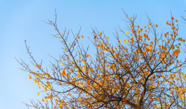 Ağaçların dallarında sonbahar yaprakları. Geleneksel güz yaprağı çağlamasında inanılmaz derecede nostaljik ve anlamlı bir şey var..