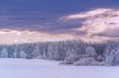 Nehir kışın donar. Yerel nehrimizle geçen kışın en sevdiğim kısmı sislerin süzülüp etraftaki ormanı kaplaması. Yumuşak, gizemli ama huzur verici bir yer yaratıyor..