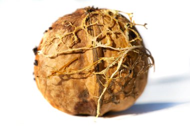 Ceviz. Her zaman siyah ceviz yiyebilirim, haftanın tadı değil.!