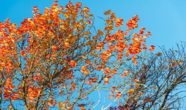 Ağaçların dallarında sonbahar yaprakları. Mumannoe, bulutsuz gökyüzü, Hint yazı. Yapraklar rüzgarda sokağın aşağısına doğru esiyor. Kuzey Kutbu rüzgarından dolayı soğuk titreme. Güneşin son sıcaklığı.