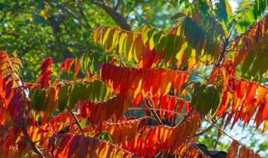 Ağaçların dallarında sonbahar yaprakları. Sonbahar yaprakları sokakları doldurur; çimenlerdeki altın renkler, bir şaka ya da doğanın bir ikramı!