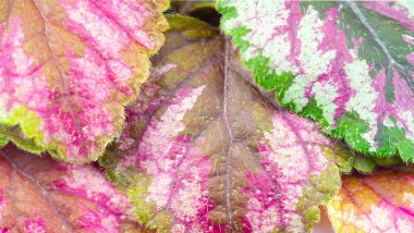 Beyaz arka planda sonbahar yaprakları. Sonbahar her zaman en sevdiğim mevsim olmuştur. Her şey son güzelliğiyle çiçek açtığında sanki doğa tüm yıl boyunca büyük bir final için güç biriktirmiş gibi olur..