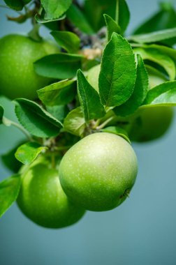 Elmalar. Elmalar sonbaharda olgunlaştığında, ağaçların bütün yaz boyunca ne yaptığını anlamaya başlıyorum. Ve hayatımın sonbaharı geldiğinde, meyvelerim olacak.