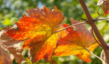 Sonbahar kırmızı yaprakları sarmaşıkta. Geleneksel güz yaprağı çağlamasında inanılmaz derecede nostaljik ve anlamlı bir şey var..