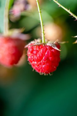 Ahududu harika bir C vitamini kaynağıdır. Manganez ve diyet lifleri. Ayrıca çok iyi bir bakır ve K vitamini, pantotenik asit, biyotin, magnezyum ve folik asit kaynağıdır..
