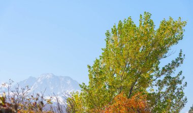 Ağaçların dallarında sonbahar yaprakları. Sonbahar yılın en zor zamanıdır. Bütün yapraklar dökülür ve toprağa aşık olur gibi düşerler..